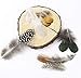Coceca 180pcs 6 Styled Feathers Assorted Mixed Feathers for Dream Catcher Crafts