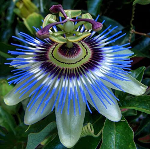 Zcbang Passion Flower Seeds Mixed Color 30+ Passion Fruit Seeds - Vine Perennial Flower Seeds #TOP2