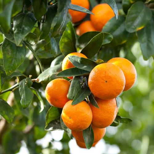 Aceite Esencial Orgánico de Naranja Dulce 5ml miniatura 2
