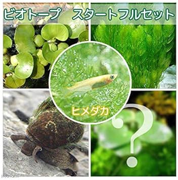 Amazon めだか ヒメダカ 初心者フルセット ビオトープ用 Charm チャーム 観賞魚 水中生物 通販 Amazon めだか ヒメダカ 初心者フルセット ビオトープ用 Charm チャーム 観賞魚 水中生物 通販