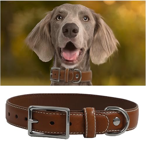 Hundehalsband aus echtem Leder, strapazierfähiges Hundehalsband mit stabiler Metallschnalle, dickes Halsband für Spaziergänge, Wandern, Training, Jagd (M