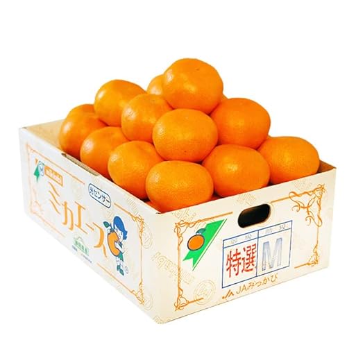 ~JG[X x12x x O݂ MTCY Ii 3L (27O) OP݂ ݂т݂