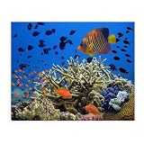 NNALEGS Pintura Por Numeros Adultos Tortuga Marina 40X50CM Cuadros Para Pintar Por Numeros Niños,Kit De Pintura Al Oleo Por Numeros Paisajes Mundo Submarino,C20