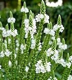 La imagen de Verbena hastata \'White Spires\' 50 semillas- Hardy perenne