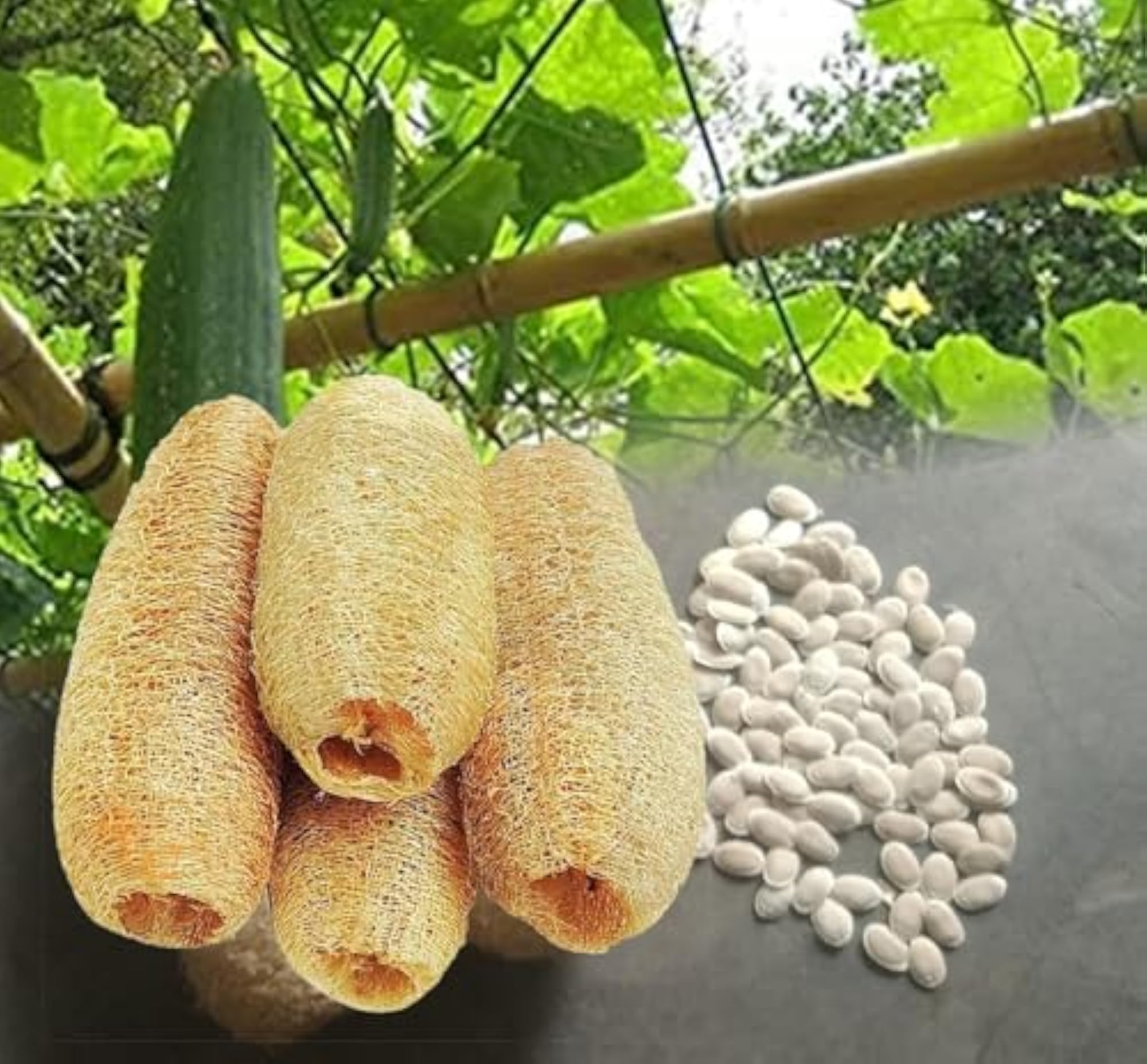 Natural Loofah Sponge Body Scrubber Seeds