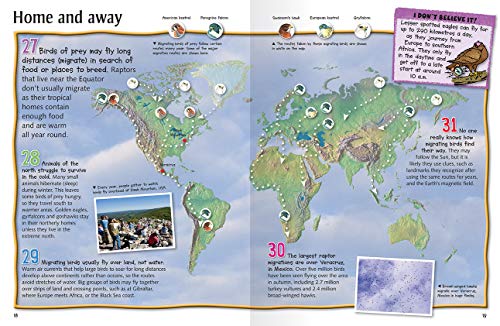 100 Facts - Birds of Prey: Projects, Quizzes, Fun Facts, Cartoons - Image 4