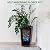 PeakPursuit 22" Tall Planters Set of 2, Outdoor?Indoor Black Planter Pots, High Front Porch Planter Pots with Drainage Holes?Water Level Monitor?Inner Bucket, Automatic Watering, Black
