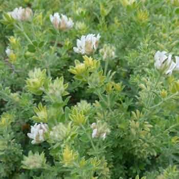 Amazon.co.jp: 【多年草】 ロータス ブリムストーン 1年生苗 2株