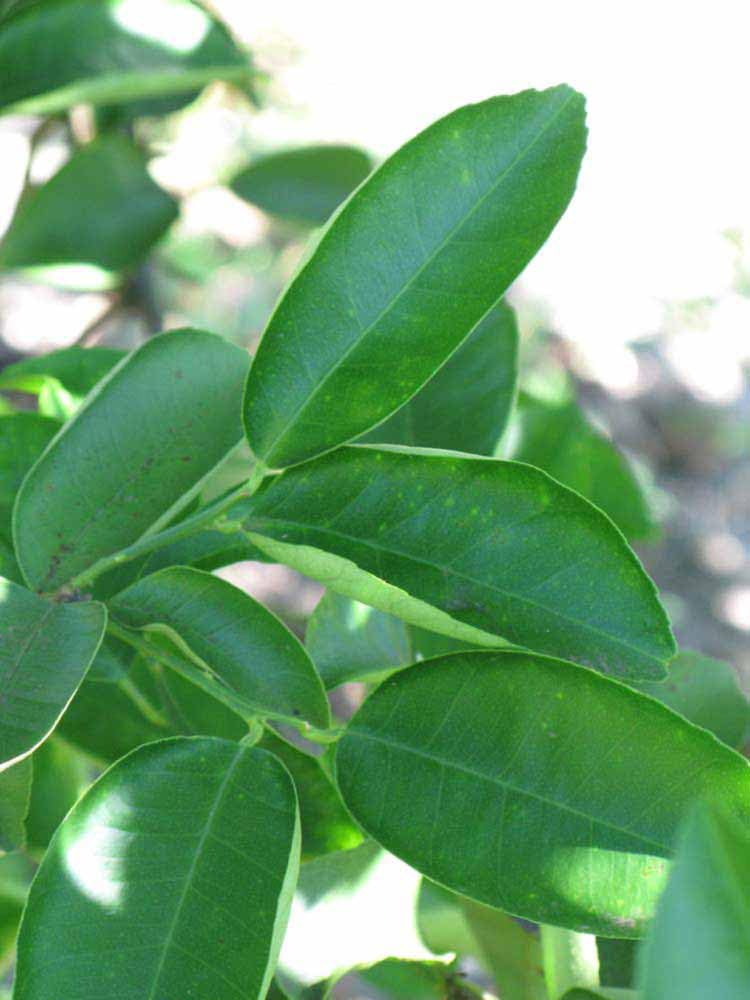 Fresh Sweet Lime Leaves (Mosambi), Citrus Limetta, 42 Leaves-image-44