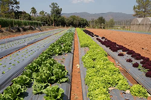 Telo Pacciamatura 1x50 Metri Rotolo Pacciamatura Senza Fori Telo Pacciamatura Nero Telo Per Orto...
