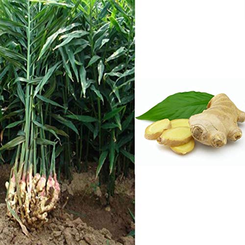 LOadSEcr's Garden Ginger Turmeric Seeds Perennial Vegetables Non-GMO Ornamental Plants Yard Office Decoration