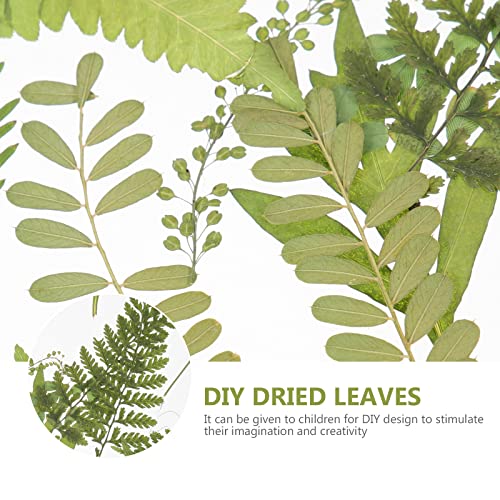 LUOZZY Folhas prensadas faça você mesmo folhas secas folhas prensadas decalques de rosto DIY amostra