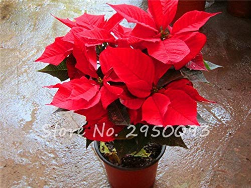 1: 100 Stcke Weihnachtsstern Samen, Euphorbia Pulcherrima, Topfpflanzen,  Bonsai Samen Seltene Bltenpflanzen Samen Fr Heimtextilien : Amazon.de:  Garten