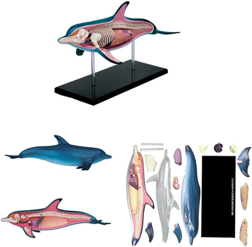 犬の解剖学的モデル、解剖学的モデル - 医学的解剖学的構造シミュレーション動物生物学取り外し可能な臓器体部品科学 解剖学モデル、イオナルモデル馬 解剖動物生物学骨格器官解剖学取り外し可能 イルカ動物解剖モデル生物モデル動物臓器解剖学人気科学教育玩具海洋魚モデル器具