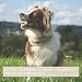 Chris innovatives Hundehalsband aus Lammwolle, Halsband vermindert erheblich Haarbruch, gepolstert, reflektierend, verstellbar, für kleine mittel große Hunde in L (45-55cm)
