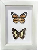 Vista 17 de 2 piezas enmarcadas de mariposa real, espécimenes de mariposa de taxidermia en marco, colección de insectos, decoración de escritorio para el hogar