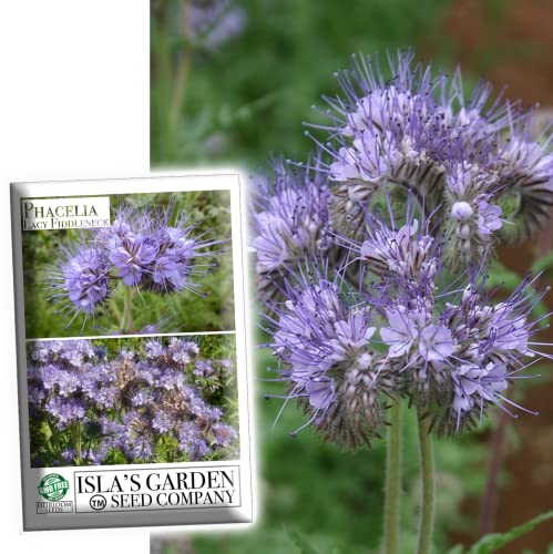 Phacelia Lacy Fiddleneck Flower Seeds for Planting, aka Purple Tansy, 300+ Seeds Per Packet, (Isla's Garden Seeds) Non GMO & Heirloom, Scientific Name: Phacelia Tanacetifolia, Great Home Garden Gift