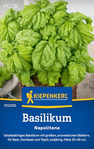 Kiepenkerl Basilikumsamen Napolitana 1012100 - Salatblättriges Basilikum - Höhe 30-40 cm - Inhalt für 120 Pflanzen - Kräutersamen Samen Kräuter Saatgut