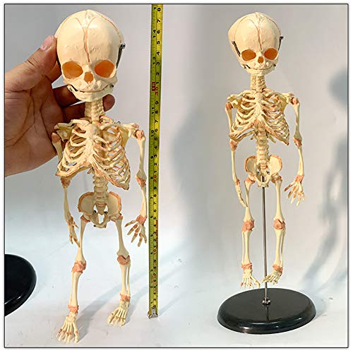 Scheletro del Feto Umano, Modello di Scheletro del...