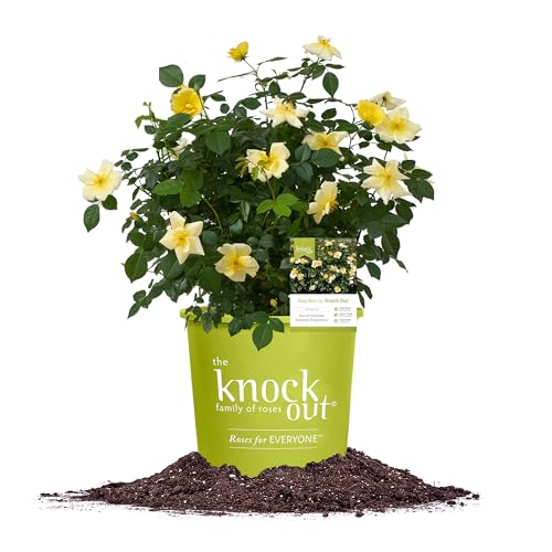 Perfect Plants Easy Bee-zy™ Knock Out® Rose Bush 3 Gallon | Live Rose Shrub | Fresh Roses