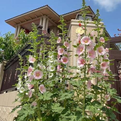 semi di malvarosa semi di recisi malvarosa biologici aiuola da aiuola rialzata primaverile, selvatici balcone 800pcs