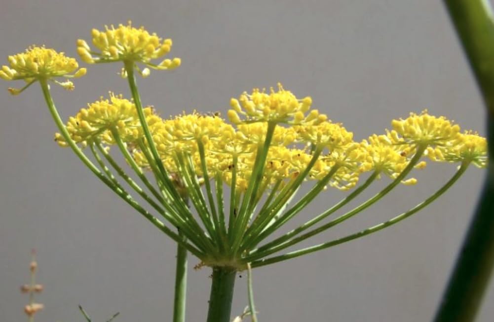 Fiore di Finocchietto Selvatico - 2 conf. da 30gr - Lazio - Italia