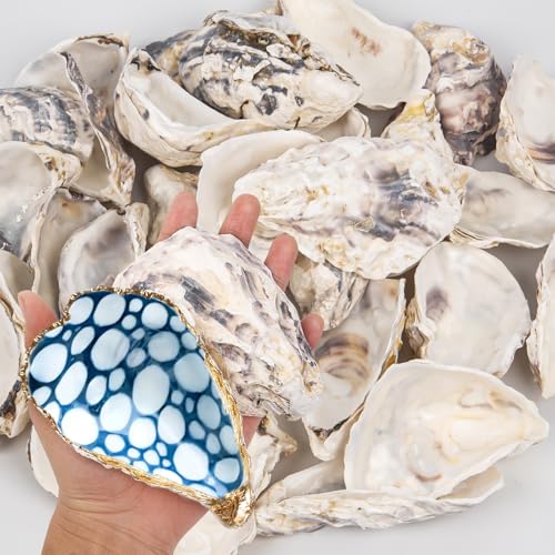 15PCS Oyster Shells 4-5 Concave Oyster Shells for Crafts Natural Oyster Shells Bulk for Home Vase Filler Xmas Ornaments DIY Arts and Crafts Sea Shells