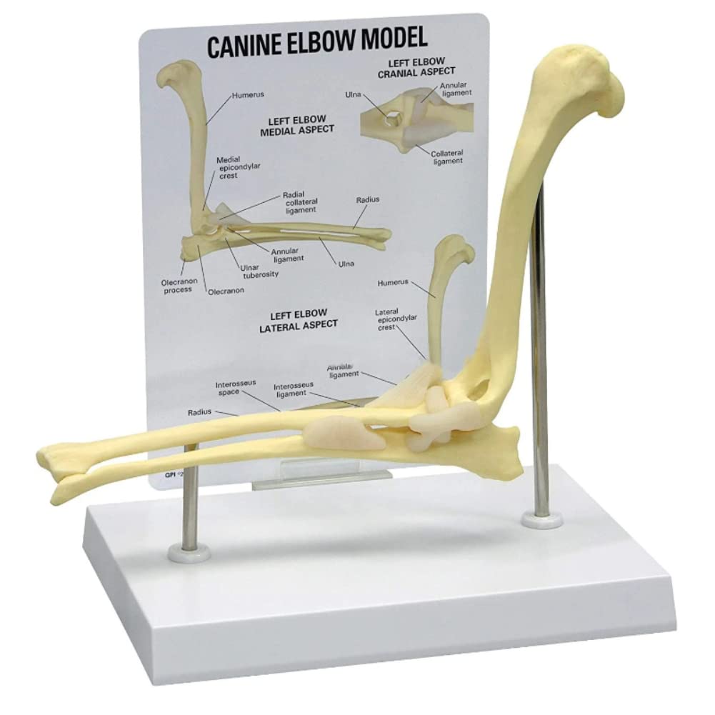 Ellenbogengelenk-Modell für Hunde und Hunde, Lehrmittel für Veterinärstudien, Display-Unterricht, medizinisches Modell. Animal Body Anatomy Dog Ellenbogen für das Veterinäramt