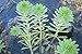 Parrot Feather Bunch - 5 Stem Plants - Water Garden Live Pond Plant