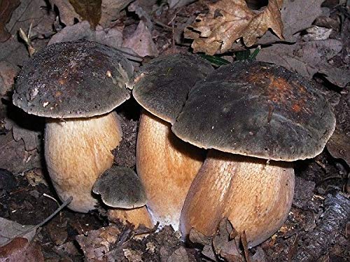 Portal Cool 10 G: Boletus Aereus Champignon Scuro Bronzo Micelio 10-100 Grammi Kratoseeds
