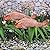 Koi Fish Decor, 2pcs Antique Koi Fish Garden Statues Sculpture for Outdoors Patio Backyard Yard Lawn Porch and Pond Decoraction Art Decor, Best Gifts for Women Mom Grandma, Large