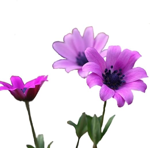 Amazon Co Jp 山野草苗 アネモネ ホルテンシス Diy 工具 ガーデン