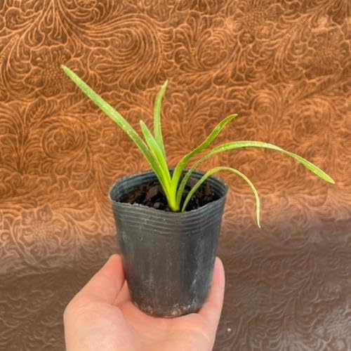 キンリョウヘン原種 4鉢セット 花芽2個付き＞キンリョウヘン 4号（原種 赤花系）｜ミツバチ蘭