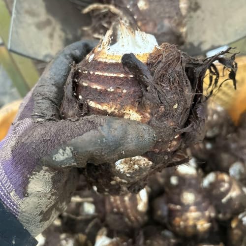 10kg 新物 里芋 親芋 土垂のサムネイル