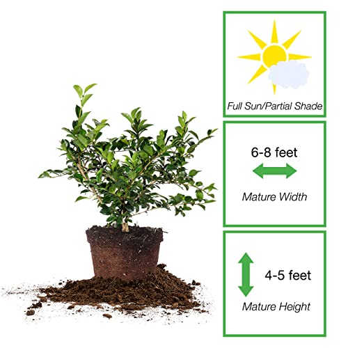 Perfect Plants Shi Shi Camellia Shrub 3 Gal. Pot | Camellia Sasanqua 'Shishi Gashira' | Pink Flowering Plant | Small Outdoor Tree | Spring Blooming Flowers #TOP1