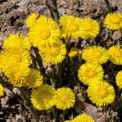 Huflattich, Tussilago farfara, herbstblumen winterhart geschenke...