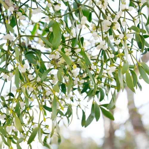 Semi di vischio - semi di medicinali Viscum coloratum - giardino esotiche e siepi e arbusti arbusti resistenti alla verdi per giardino 30pcs