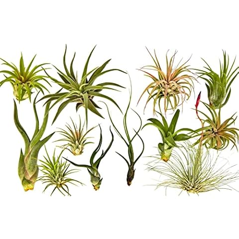 It Blooms Rainforest Grown 12 Pack Assorted Air Plants - Live Tillandsia - Easy Care House Plants - Cover