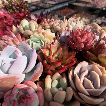 D セル苗105個セット✨多肉植物　エケベリア　詰め合わせ　寄せ植えに!! ⑮セル苗105個セット✨多肉植物 エケベリア 詰め合わせ 寄せ植え