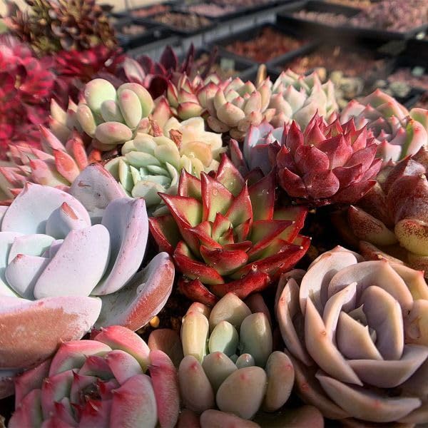 多肉植物寄せ植え❣️ 多肉植物の寄せ植え❤️ときめきハート2（pots鉢） 多肉植物