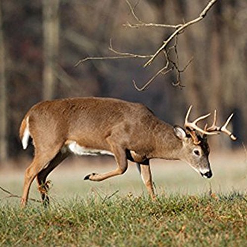 Micnova Mq-Vtc Lightning Trigger & Motion & Sound Sensor/Security/Wildlife Shutter Trigger For Canon Rebel T1, T2, T3, T3I, T4I, 60D, Elanⅱe, 1Dx, D30, D2000 Camera #TOP4