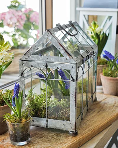 Esschert Design Gewächshaus m. verschließbarem Deckel, Pflanzenhaus Größe S, 29,3 x 15,4 x 26,4 cm, Eisen/Glas mit Tragegrifff, stabile Standfüße