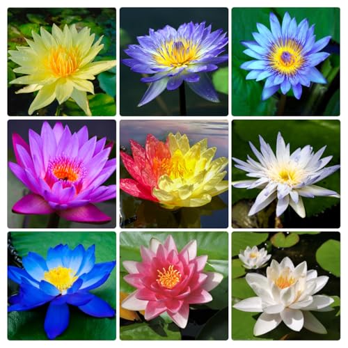 160+ Bowl Lotus Seeds for Planting - Water Lily Seeds Non-GMO Aquatic Plant Mini Lotus for Indoor Bonsai Outdoor Ponds & Container Water Gardens Easy to Grow