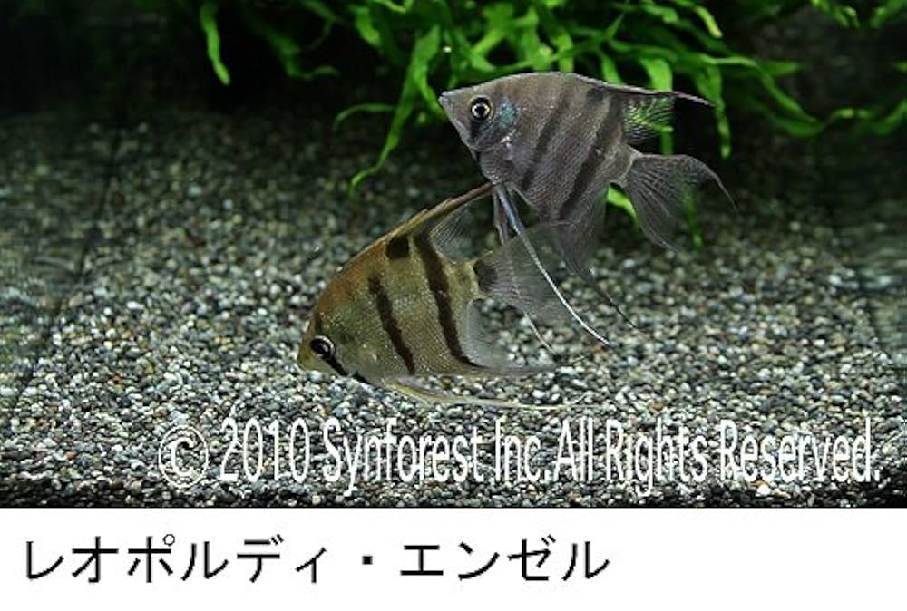 シンフォレストDVD アクアリウム・ライフ 水槽を彩る熱帯魚と水草の小宇宙 Nature Aquarium Life ─天野尚の映像世界─ p706p5g Amazon.co.jp: シンフォレストDVD アクアリウム・ライフ 水槽を