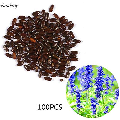 ScoutSeed Rojo: 50pcs / Bolsa: 10/20/50 / 100PCS Fragant Lavander Seeds Home Garden Bonsai S5DY