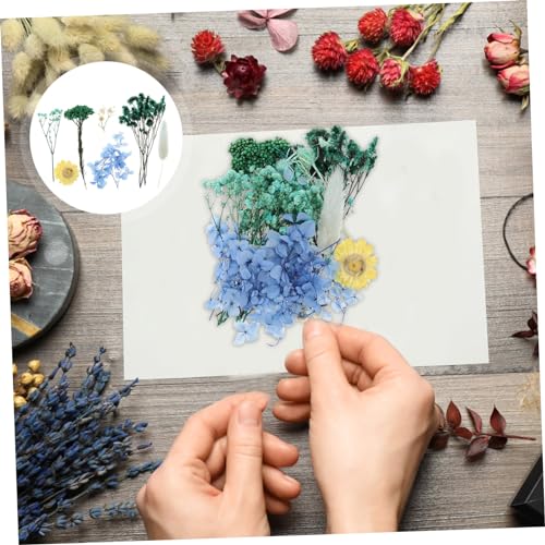 Flores prensadas secas para manualidades y decoración miniatura 7