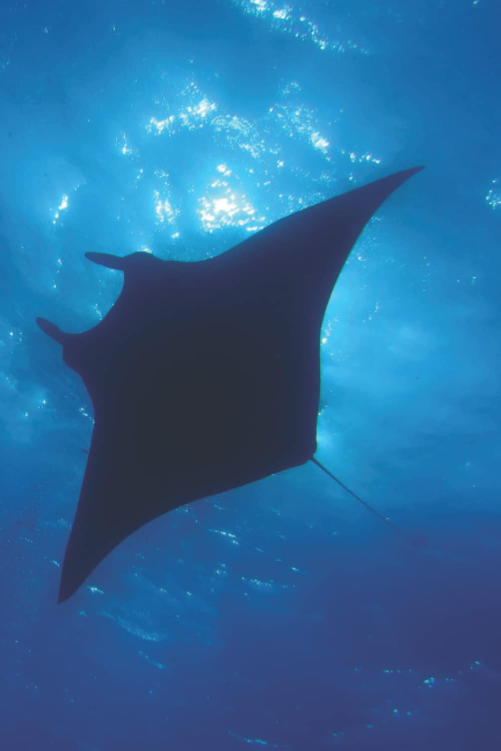 Independently published Manta Ray Notebook: Stunning underwater photograph by Author