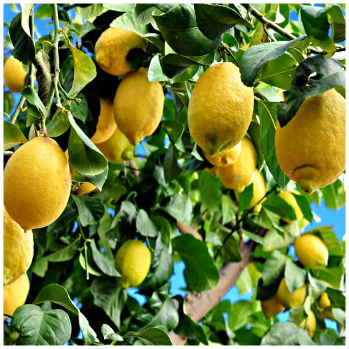 Citrus 'Lemon' Tree, 40-50cm Tall in a Pot, Ready to Fruit, Stunning Evergreen Tree 3fatpigs®