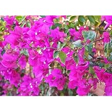 100pieces Pink Bougainvillea Flower Seeds