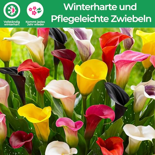 LIS CALLA｜“IN HER GREATEST YEARS” 51vKRFT8YlL._SY580_.jpg